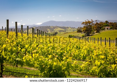 Rows of vines in a vineyard in the Yarra Valley, Victoria, Australia
