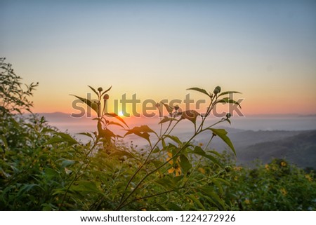Mexican Sunflower  with sun set and blue sky in the morning at Chiang Rai Province ,Thailand