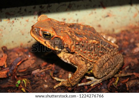 Dangerous cane toad in Australia