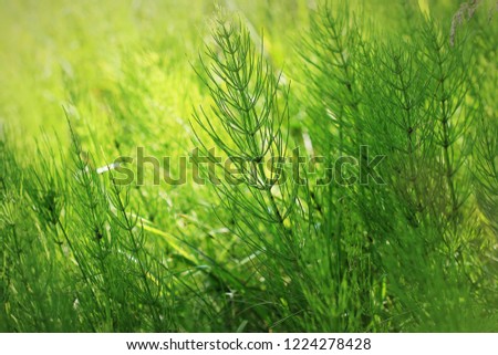 Wild plants - green background of horsetail or Tolkachik or Equisetum arvense . Common Horsetail in spring . Royalty-Free Stock Photo #1224278428