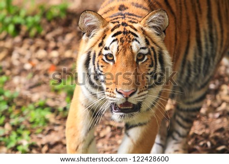Bengal tiger.