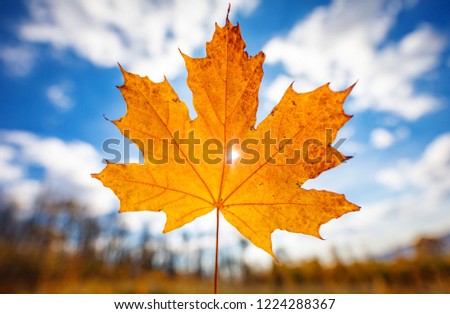 Autumn maple leaf on a blue sky background with white clouds. The sun's rays make their way through the hole in the sheet.
