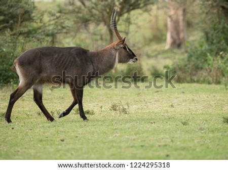 Waterbuck in forests