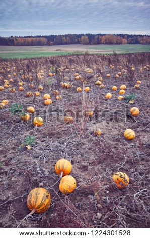 Vintage toned picture of a pumpkin field in autumn.