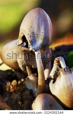 Last mushroom standing. Autumn brings an end to life ahead of winter. 
