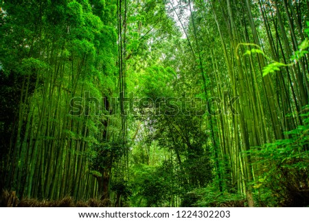 Very green at the park in Japan.bamboo, forest, background, green, nature, garden, texture, zen, fresh, plant, jungle, asia, tropical, asian, branch, natural, wood, leaf, japan, tree, growth, japanese Royalty-Free Stock Photo #1224302203