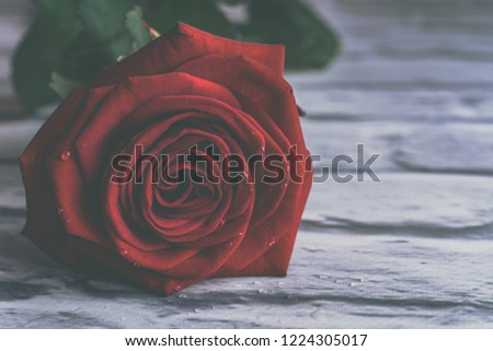 Red rose  with water drops on the petals. Artistic image of colorful beautiful flower for greeting cards. Feast of Saint Valentine background with red rose