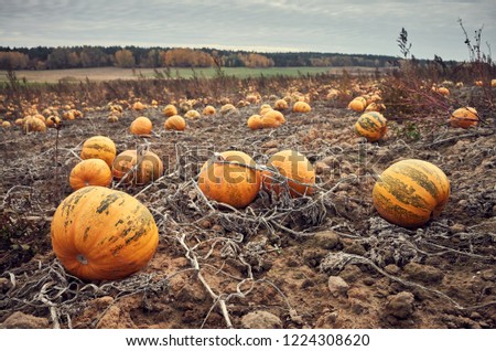 Retro toned picture of a pumpkin field in autumn.