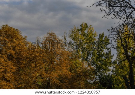 Trees with autumn leafs, Sofia, September 2018