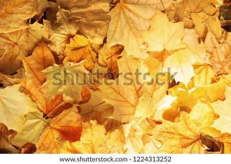 Dry fallen autumn leaves on sunny day as background