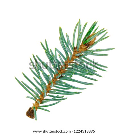 branch of blue fir isolated on white background