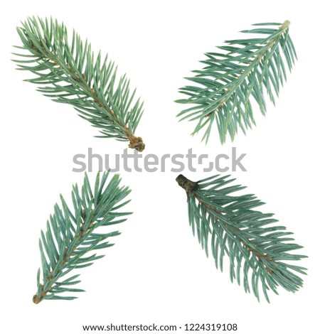 set of branches of blue fir isolated on white background