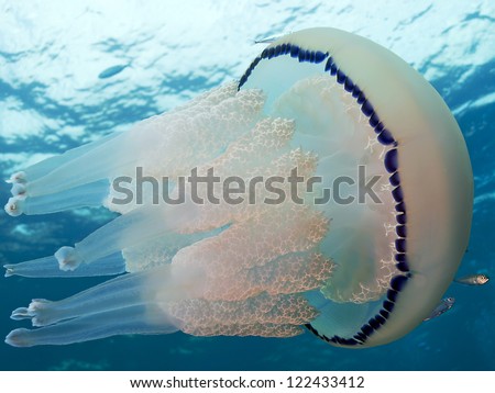 Lung jelly (Rhizostoma pulmo) in the mediterranean sea