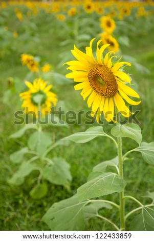 Sunflower in full bloom flowers planted in the garden.
