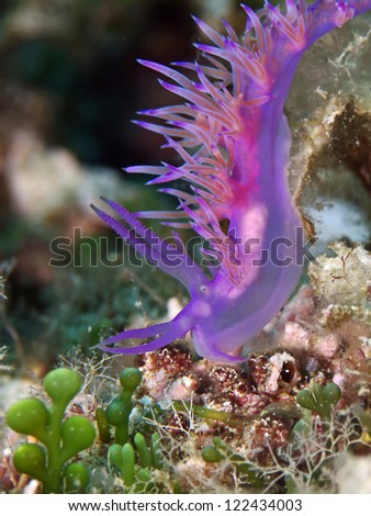 Sea slug, Nudibranch (Flabellina affinis)