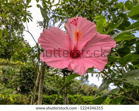 Hibiscus Flower Garden