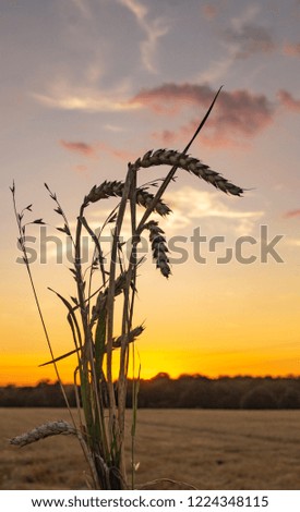 Silhouette of wheat and barley stalks in sunset