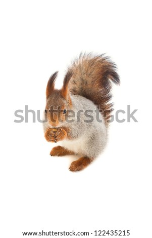 Squirrel in the snow on a white background