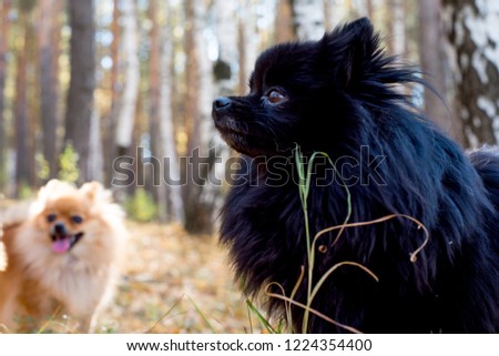 Cute friendly spitz dog walking in an autumn park