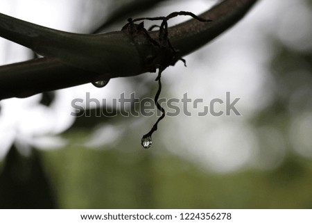 Water droplet hanging from branch after an afternoon of rain with a reflection of the environment in the drop.