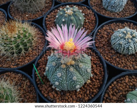 Beautiful flowers cactus on the pot