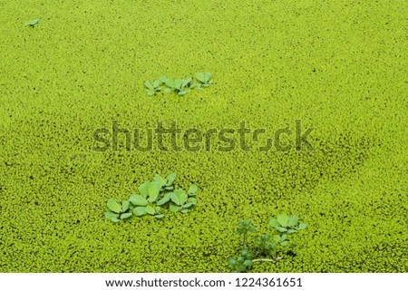 green weed on the water is plates, natural background concept