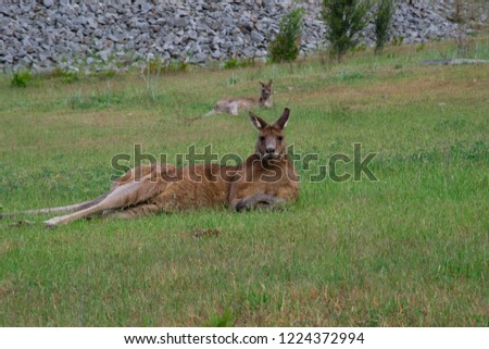 A male kangaroo keep calm in the park