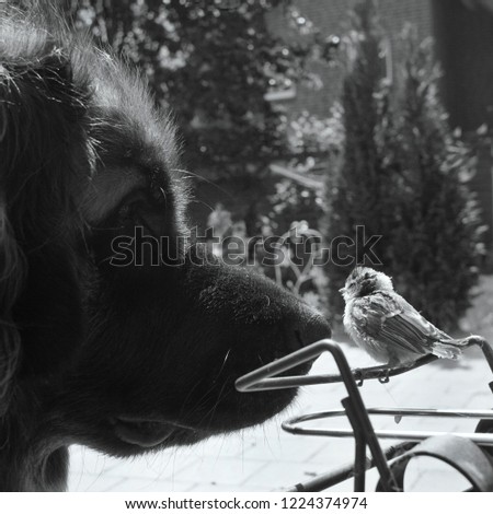                         giant leonberger dog watching face to face at small robin bird in summer      