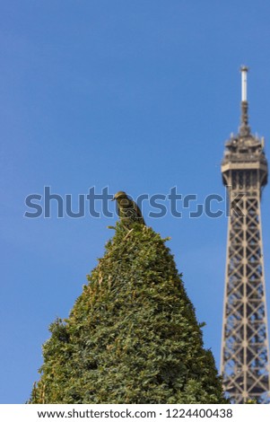 Blackbird (Turdus merala) alighted on a pine tree in Champ de Mars and Eiffel tower in background