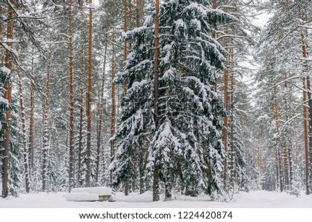 Fabulous magic fairy tale winter forest. Beautiful picturesque wintertime wild nature landscape. Trees covered with snow. Fantasy cold deserted frosty xmas wood.  Dramatic scenic view. Environment.