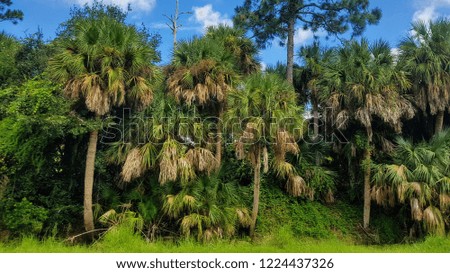 Summer travel to United States, Florida beautiful landscape with coconut palms and tropical forest with bright green and yellow leaves, blue sky with clouds in the background