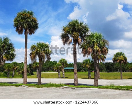 Summer travel to United States, Florida beautiful landscape with coconut palms and tropical forest with bright green and yellow leaves, blue sky with clouds in the background