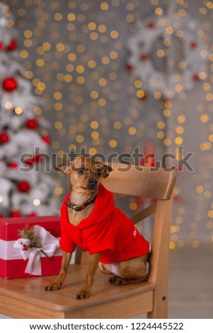 Happy New Year, Christmas, puppy dog. holidays and celebration, pet in the room the Christmas tree. Dog in Santa Claus dress.