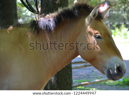 Przewalski's Horse or Dzungarian Horse, is a rare and endangered subspecies of wild horse (Equus ferus) native to the steppes of central Asia, specifically China and Mongolia