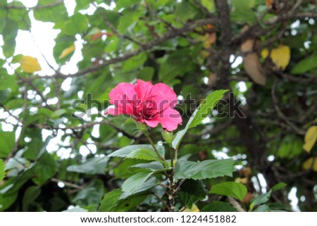 Sweet pink Hibiscus Flower blossom with copy space.