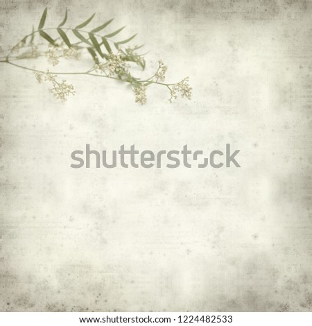 textured old paper background with small white flowers of pink peppercorn tree  
