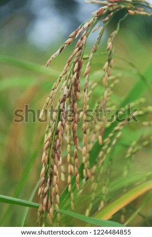 Rice yield from farmers