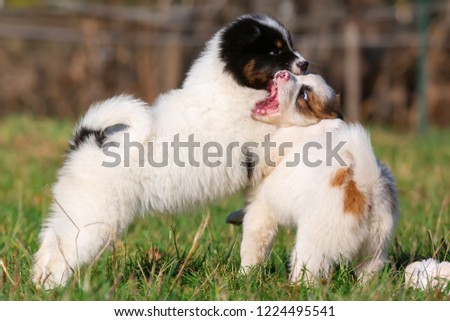 picture of two Elo puppies who are playing on the meadow