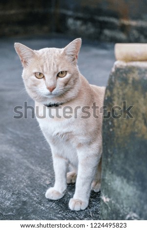 A cat looking