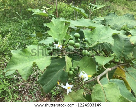 The pea eggplant or turkey berry is the ingredient for many kind of Thai food. It is a herb and healthy vegetable.