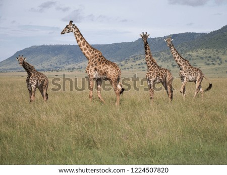 Giraffe  family at the park