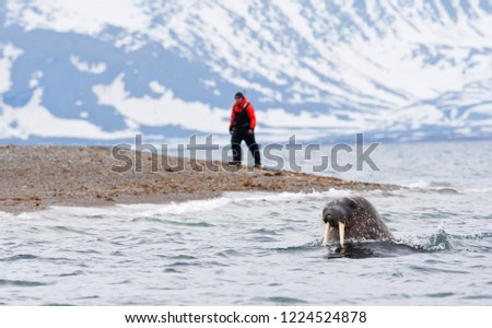 Male Walrus swimming with expedition guide in background on Svalbard.