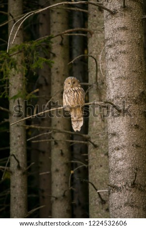 Owl on a branch in a dark pine forest