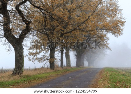 View to foggy oak alley in autumn