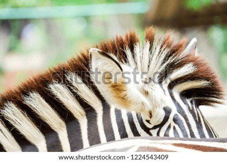 Hair of zebra.