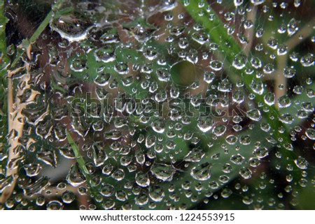 Intricate shot of Water droplets on a spider web in nature. Abstract Nature, jewel-like droplets. Spider webs glisten with dew drops, probing the science of  natural phenomenon. Natural background
