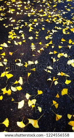 fallen in autumn ginkgo leaves