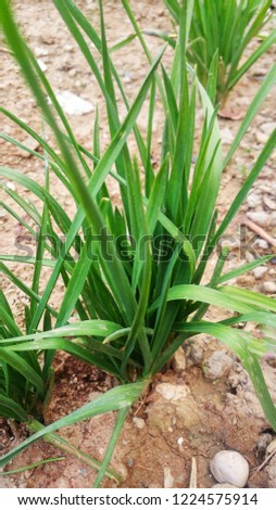 Garlic plant pics