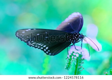 beautiful photo of butterfly