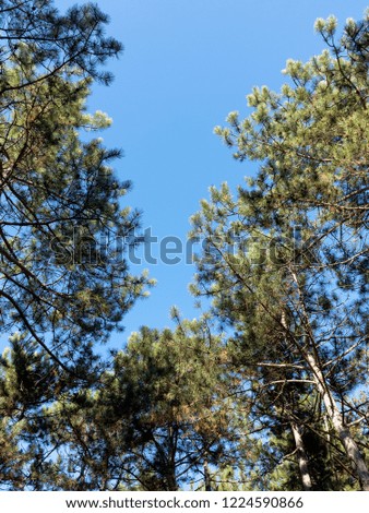 One pine tree and cloudless sky, copy space. Creative background. Close-up photo of pine tree branches during sunny spring day. Blue skies with soft focused, blurred green tree branches in background